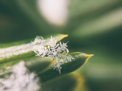 雪花对焦照片